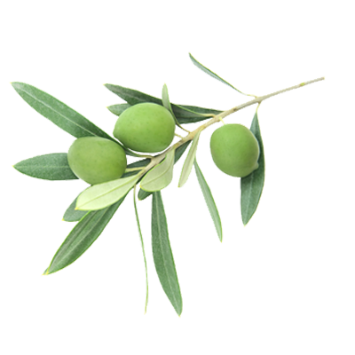 liść oliwnego gaju